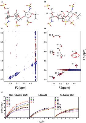 The Use of NMR to Study Transient Carbohydrate—Protein Interactions